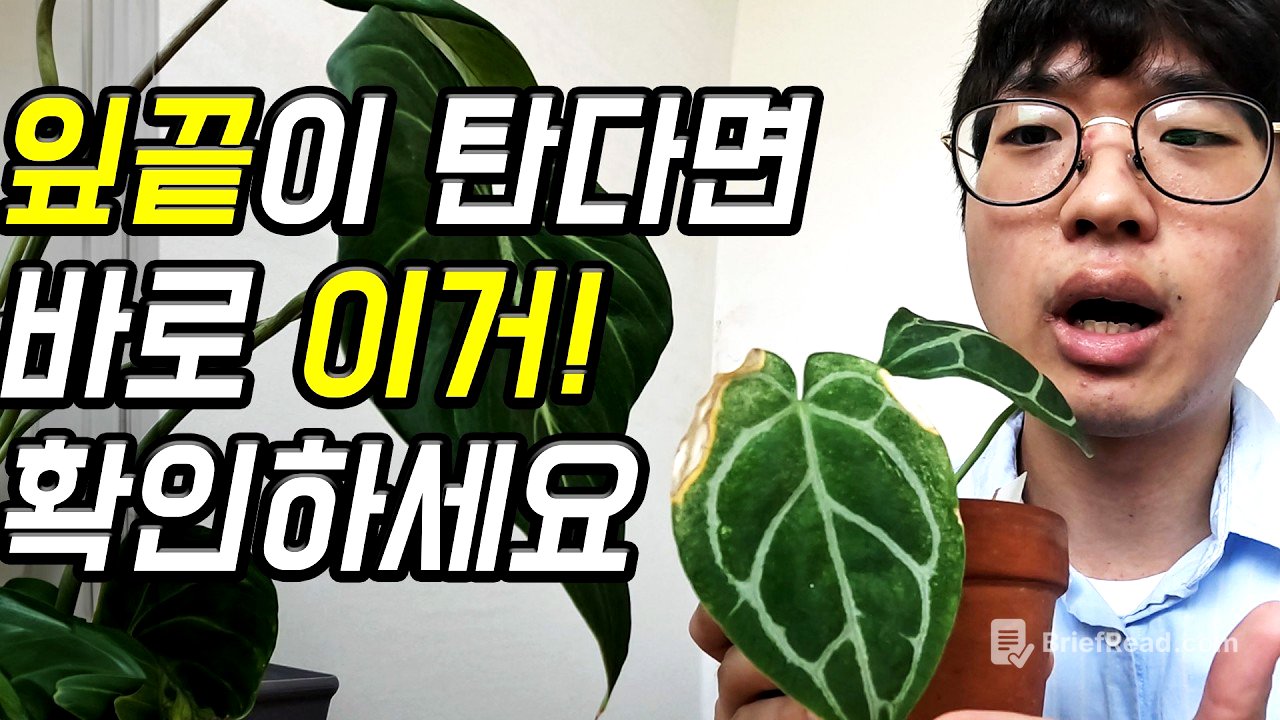 식물 잎끝이 타는 진짜 이유 | 바로 해결해봐요! 식린이도 할 수 있어요
