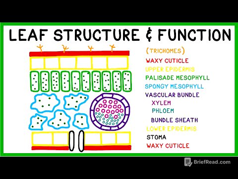 Leaf Structure and Function