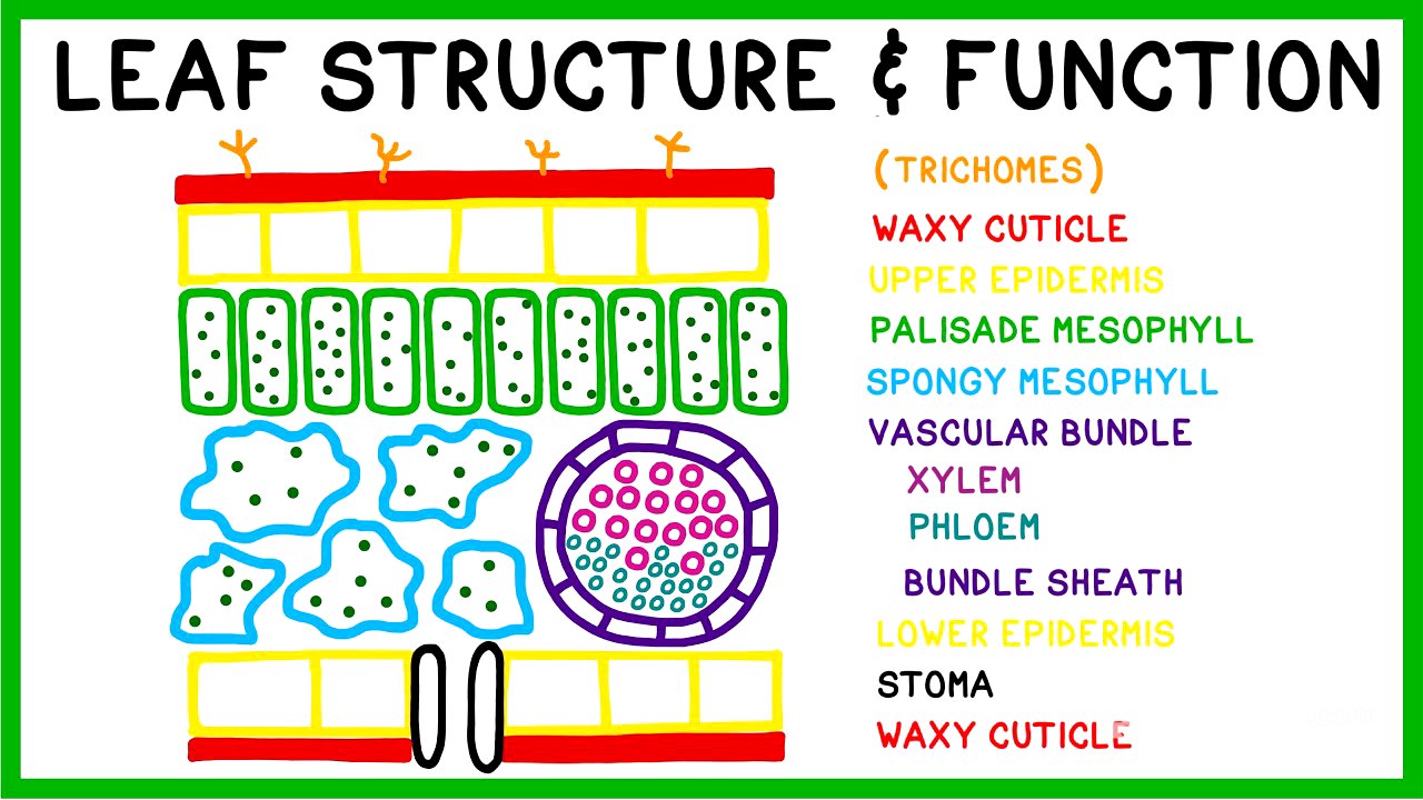 Leaf Structure and Function