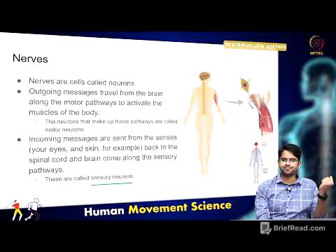 Neuromuscular System
