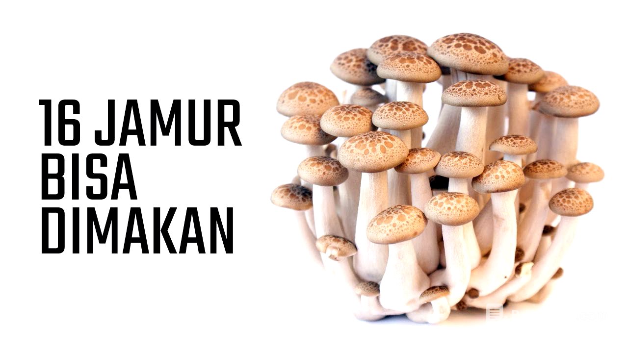 16 MACAM JAMUR YANG BISA DIMAKAN