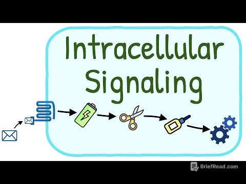 Intracellular Signaling / Second Messenger System