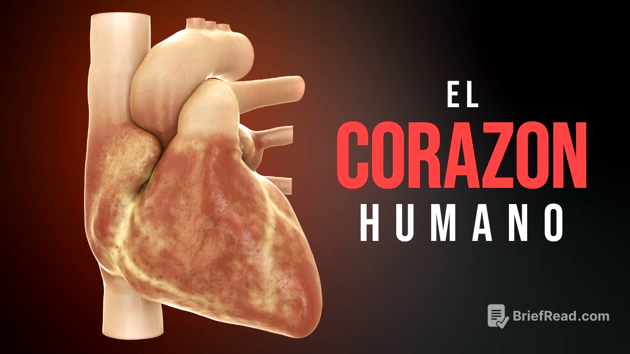 Cómo funciona el corazón (Animación)