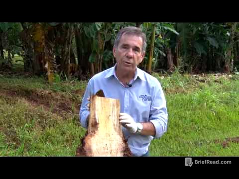 Cultivo e Produção de Banana