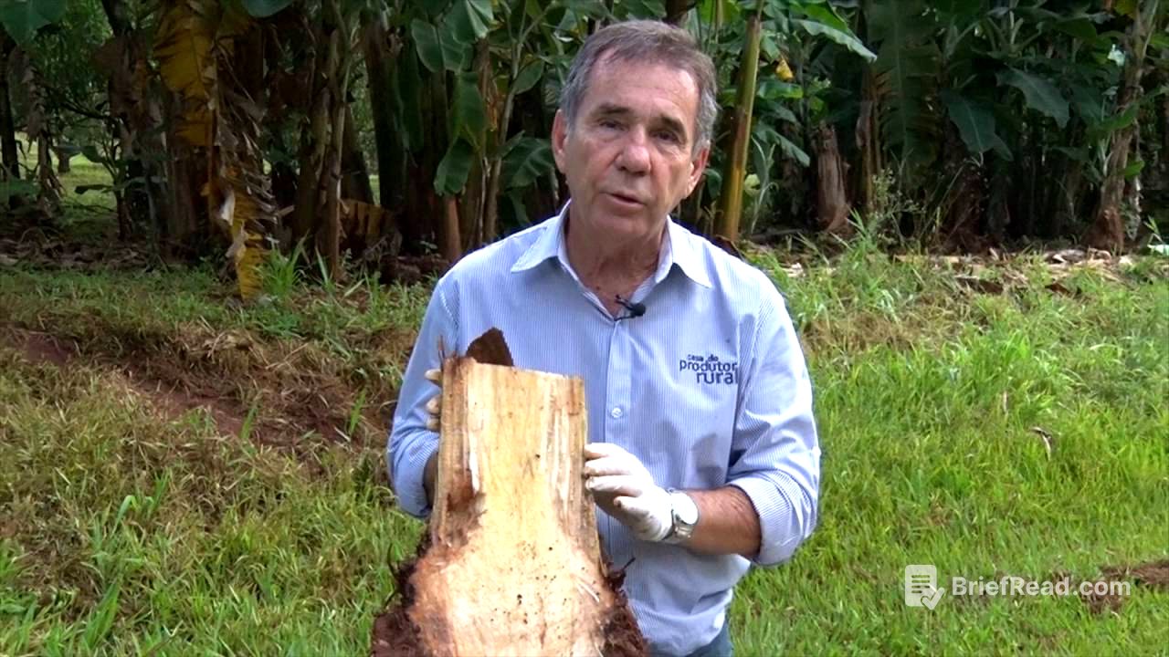 Cultivo e Produção de Banana