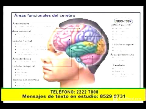 El cerebro es el gran órgano sexual