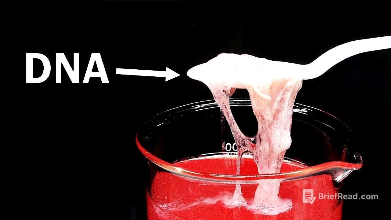 Extracting DNA from strawberries and eating it