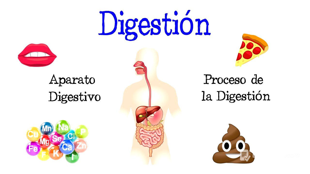 🍎 La Digestión y su Proceso, Aparato Digestivo 💩 [Fácil y Rápido] | BIOLOGÍA |