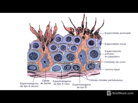 5 Espermatogénesis y composición del semen