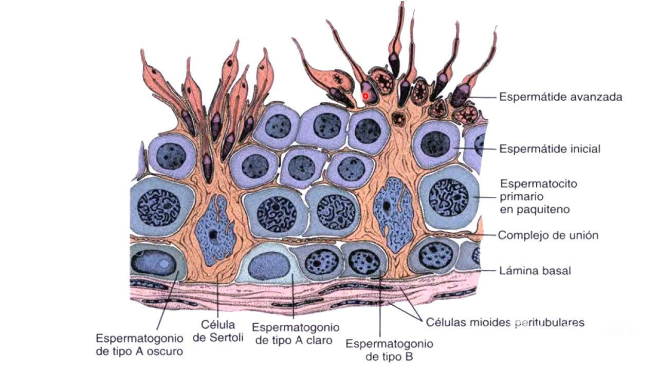5 Espermatogénesis y composición del semen