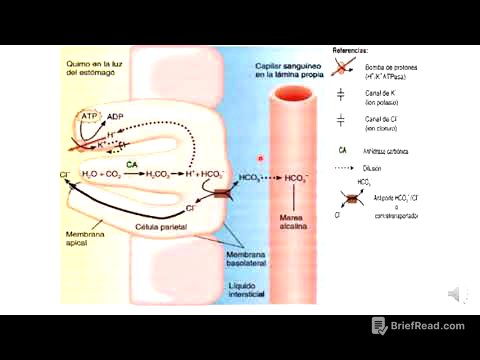 7 secreción de ácido clorhídrico