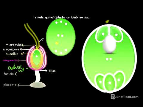 Formation of the embryo sac | Sexual reproduction in flowering plants | Biology | Khan Academy