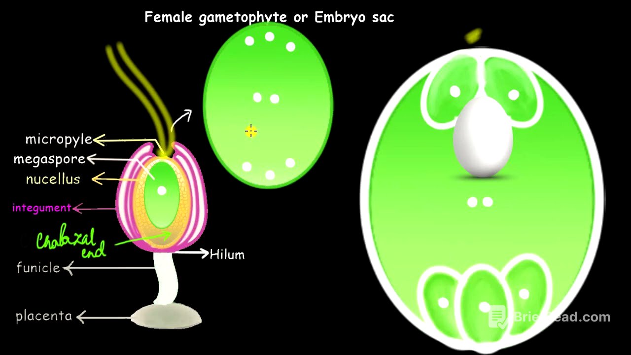 Formation of the embryo sac | Sexual reproduction in flowering plants | Biology | Khan Academy