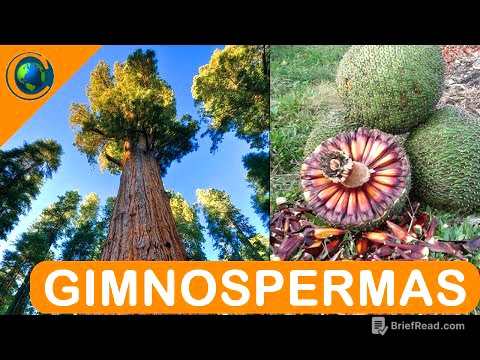 BOTÂNICA - PLANTAS GIMNOSPERMAS