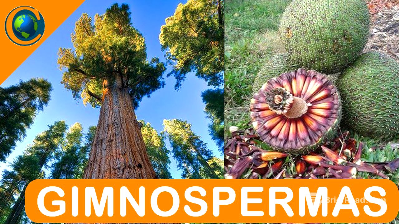 BOTÂNICA - PLANTAS GIMNOSPERMAS