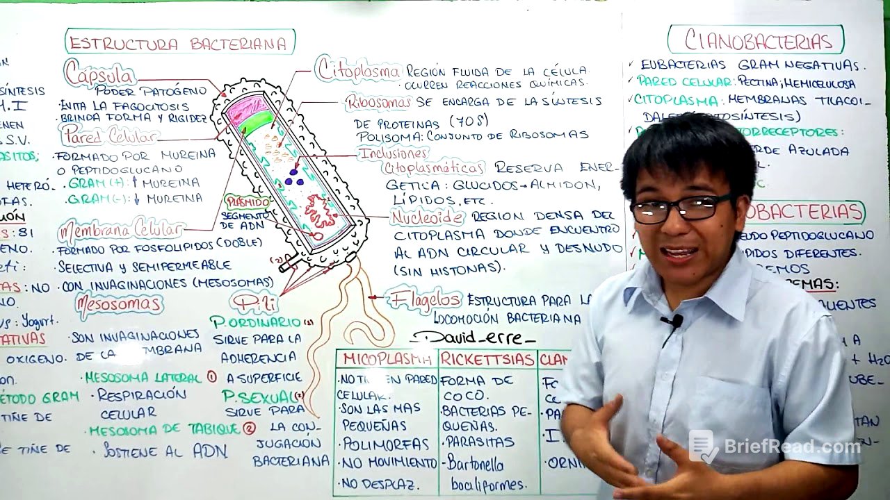 BACTERIAS - REPASO
