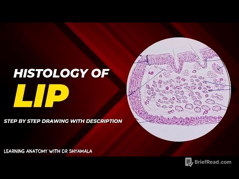 Histology of Lip. step by step drawing with description