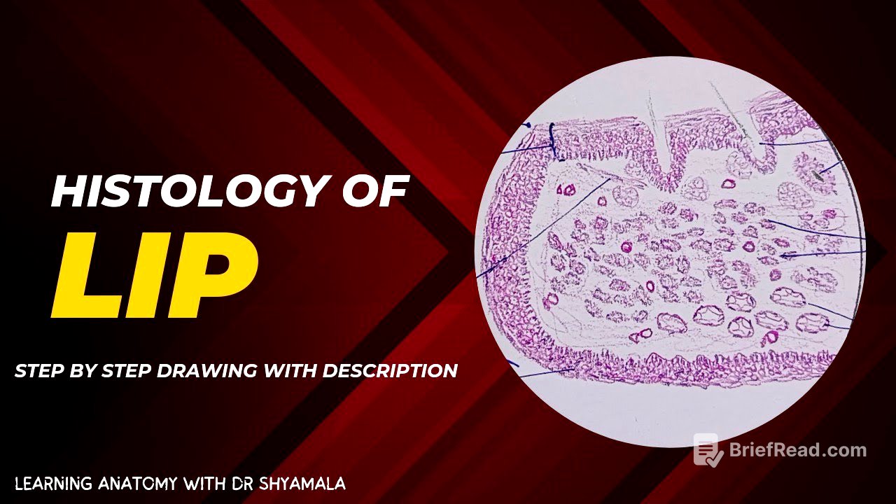 Histology of Lip. step by step drawing with description