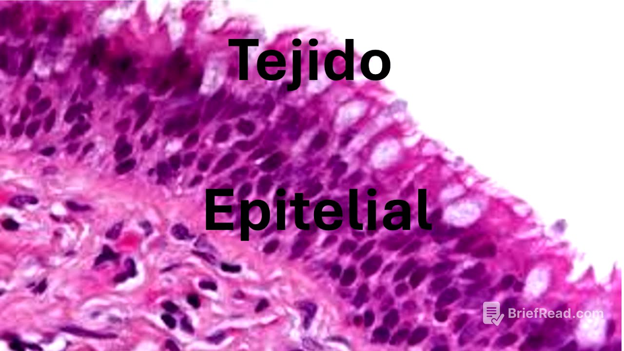 Tejido epitelial parte 2
