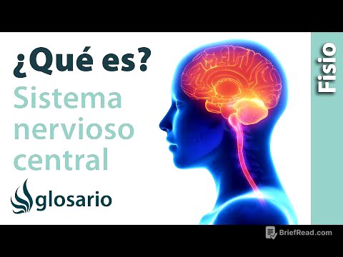 SISTEMA NERVIOSO CENTRAL | Qué es, cómo funciona, partes, qué controla y qué estructuras lo protegen