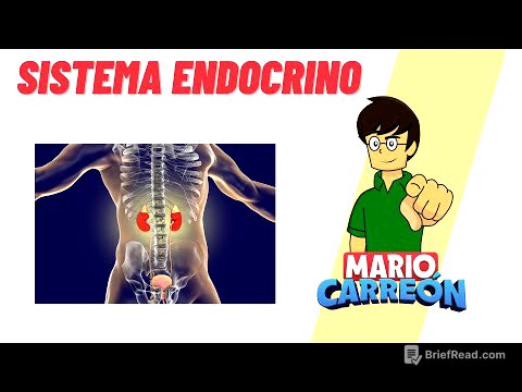 Sistema Endocrino 🧠
