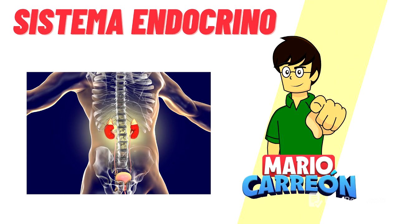 Sistema Endocrino 🧠