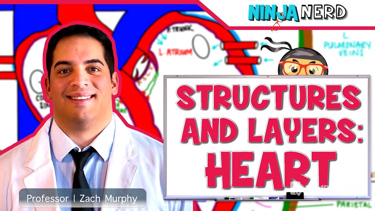 Cardiovascular | Structures and Layers of the Heart