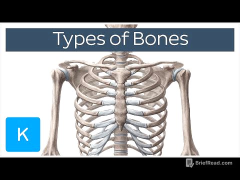 Types of bones in the human skeleton - Human Anatomy | Kenhub