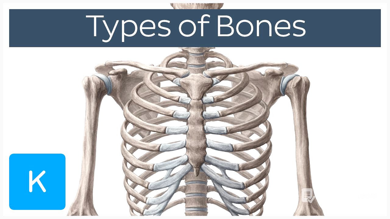 Types of bones in the human skeleton - Human Anatomy | Kenhub