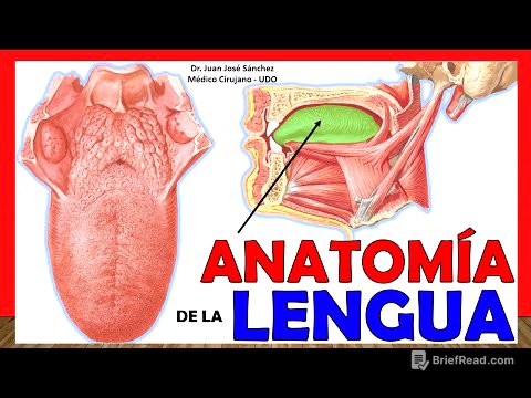 🥇 ANATOMÍA DE LA LENGUA. ¡Explicación Fácil y Sencilla!