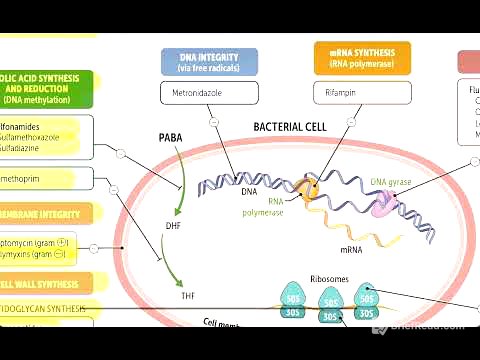 First aid rapid review antimicrobial therapy 183