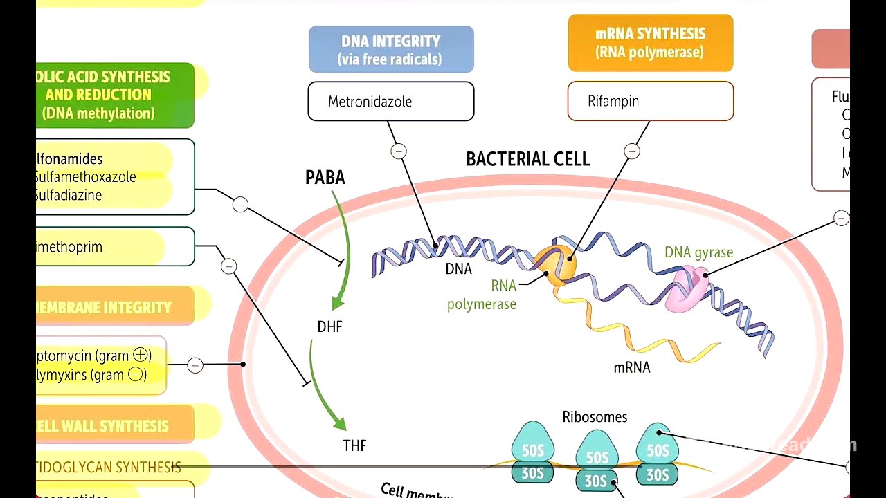 First aid rapid review antimicrobial therapy 183