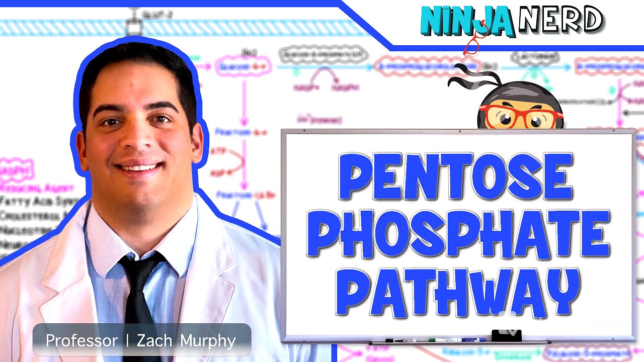 Metabolism | Pentose Phosphate Pathway