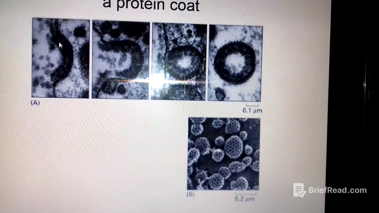 Protein Sorting part 4