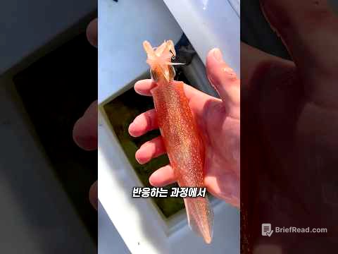 오징어의 색깔이 변하는 이유
