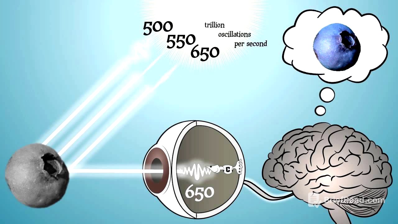 Color Only Exists In Your Brain!