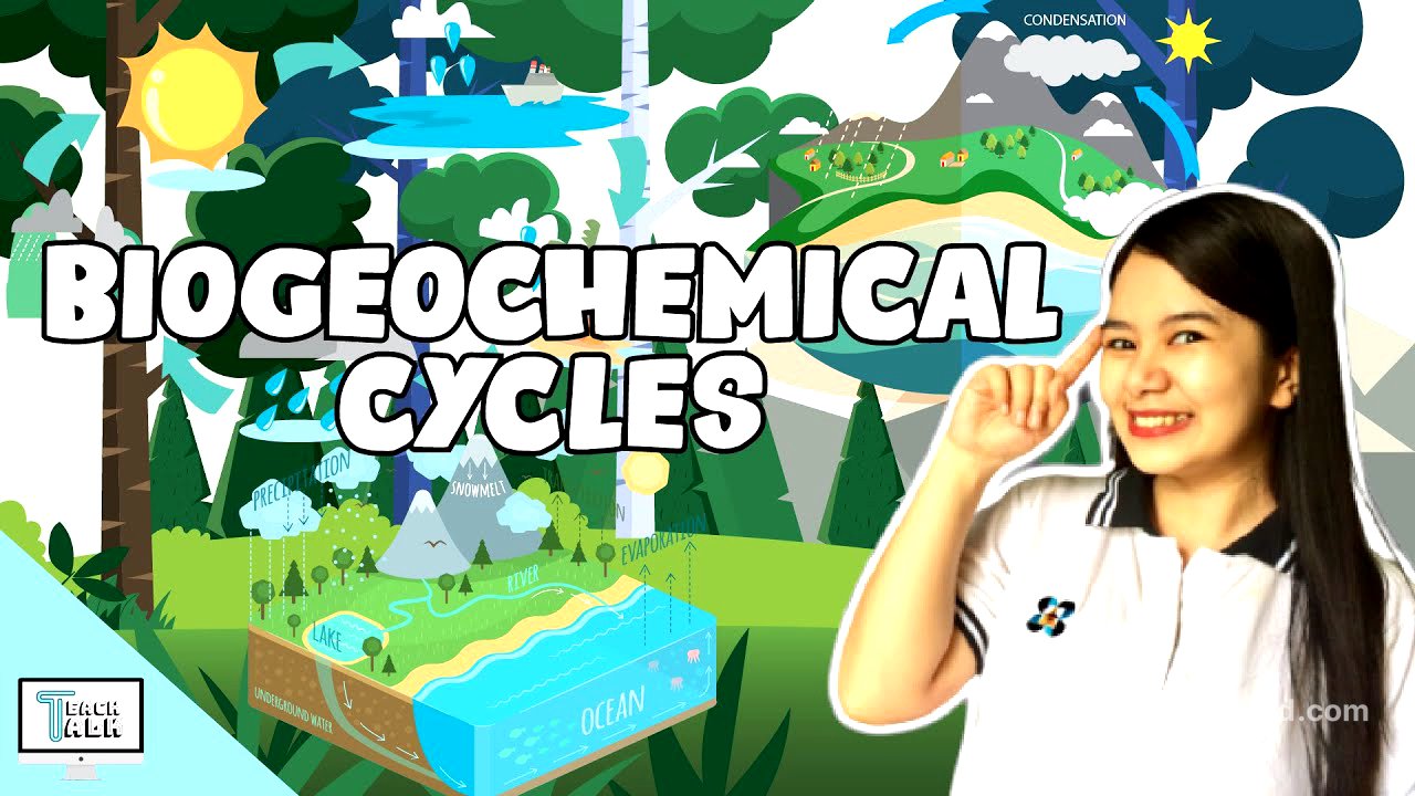 Biogeochemical Cycles | Biology