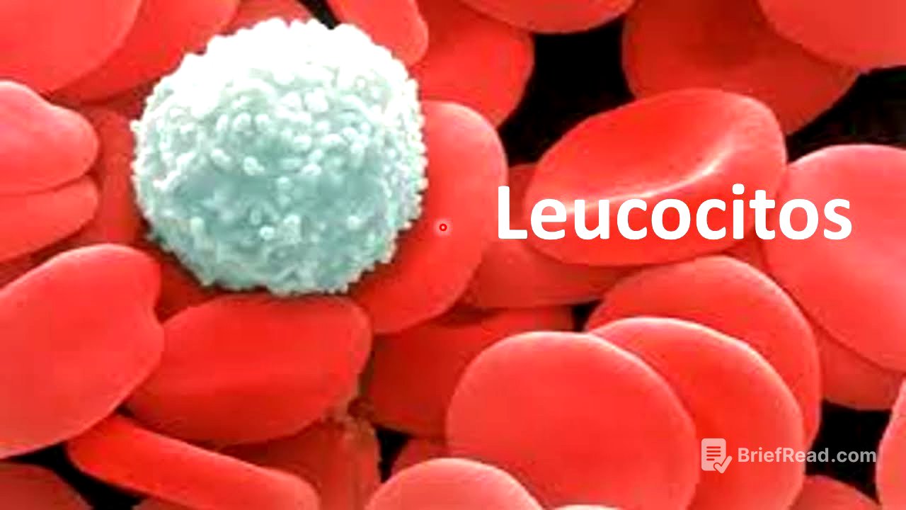 Leucocitos
