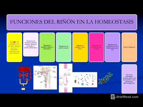 Sistema urinario: Generalidades