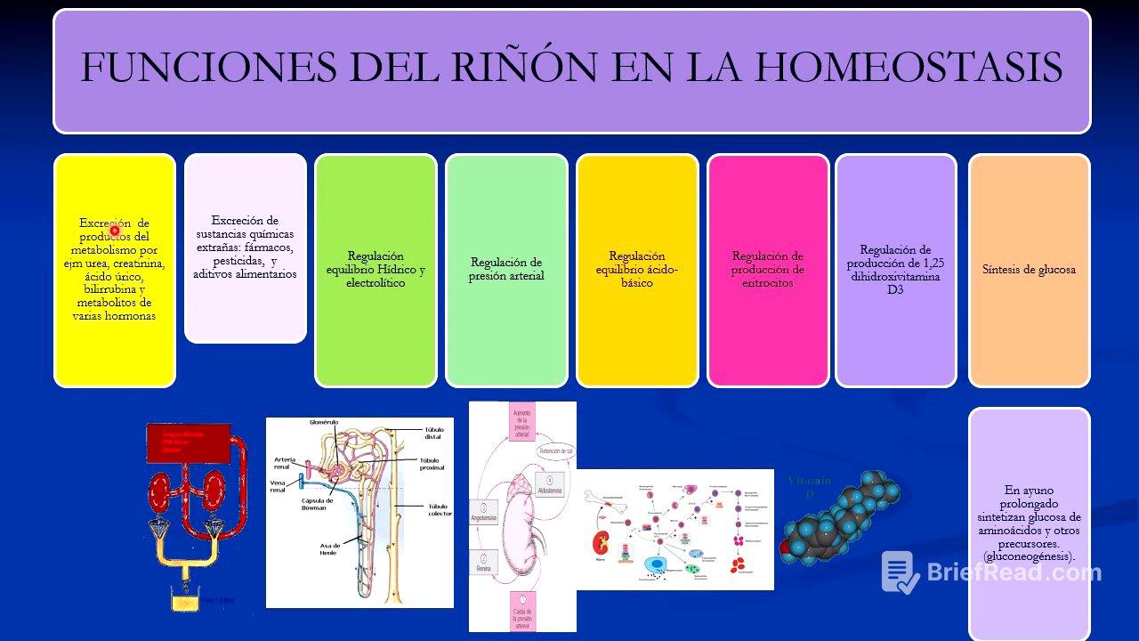 Sistema urinario: Generalidades