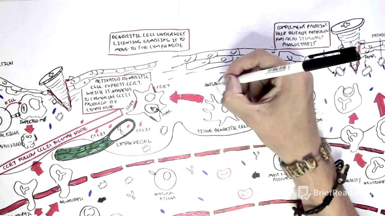 Immunology Map VII - Adaptive (Acquired) Immunity