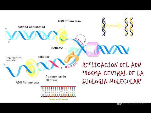 Replicación del DNA "DOGMA CENTRAL DE LA BIOLOGÍA MOLECULAR"