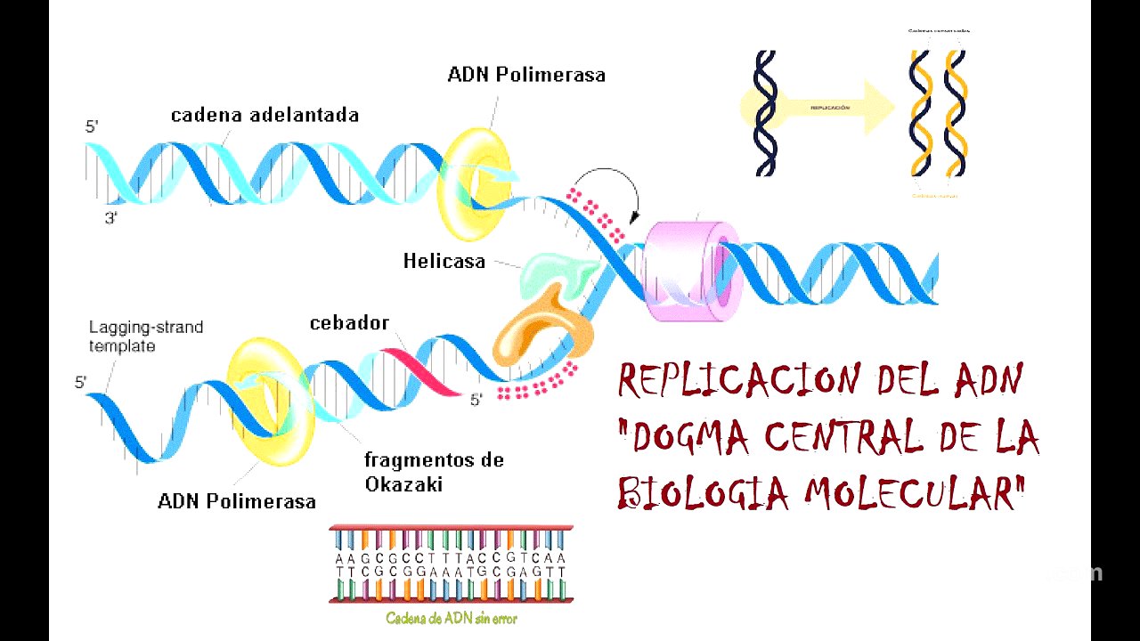 Replicación del DNA "DOGMA CENTRAL DE LA BIOLOGÍA MOLECULAR"