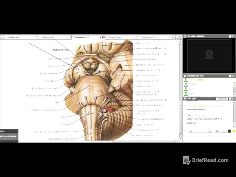 Revision of Neuroanatomy DR Fiky