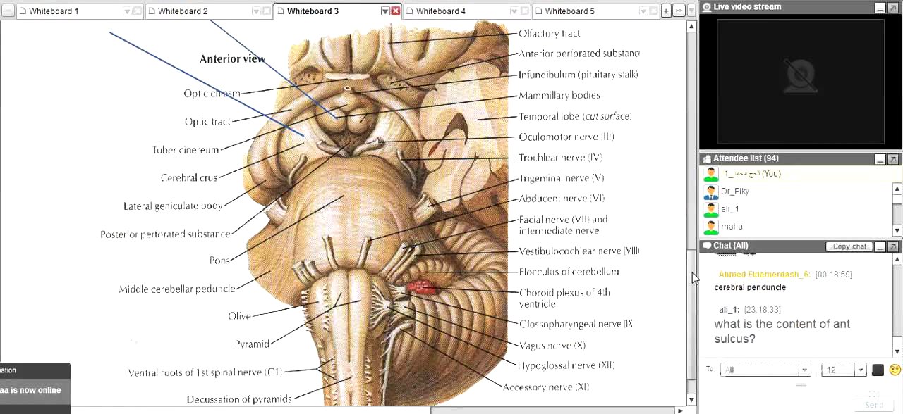 Revision of Neuroanatomy DR Fiky