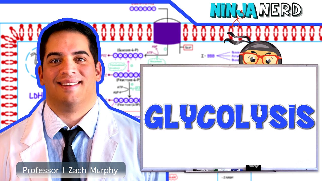 Metabolism | Glycolysis