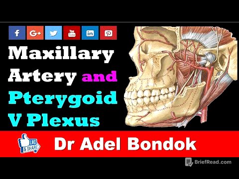 Maxillary Artery and Pterygoid Venous Plexus, Dr Adel Bondok