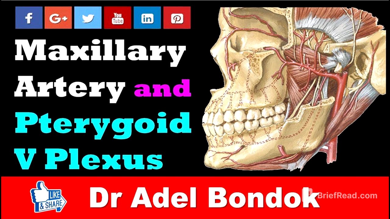 Maxillary Artery and Pterygoid Venous Plexus, Dr Adel Bondok