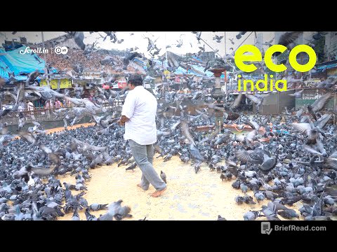 Eco India: How overpopulation of pigeons in Mumbai is causing a health crisis?