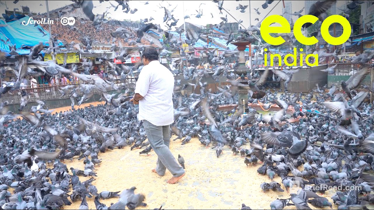 Eco India: How overpopulation of pigeons in Mumbai is causing a health crisis?